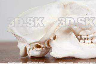 Skull photo reference 0025